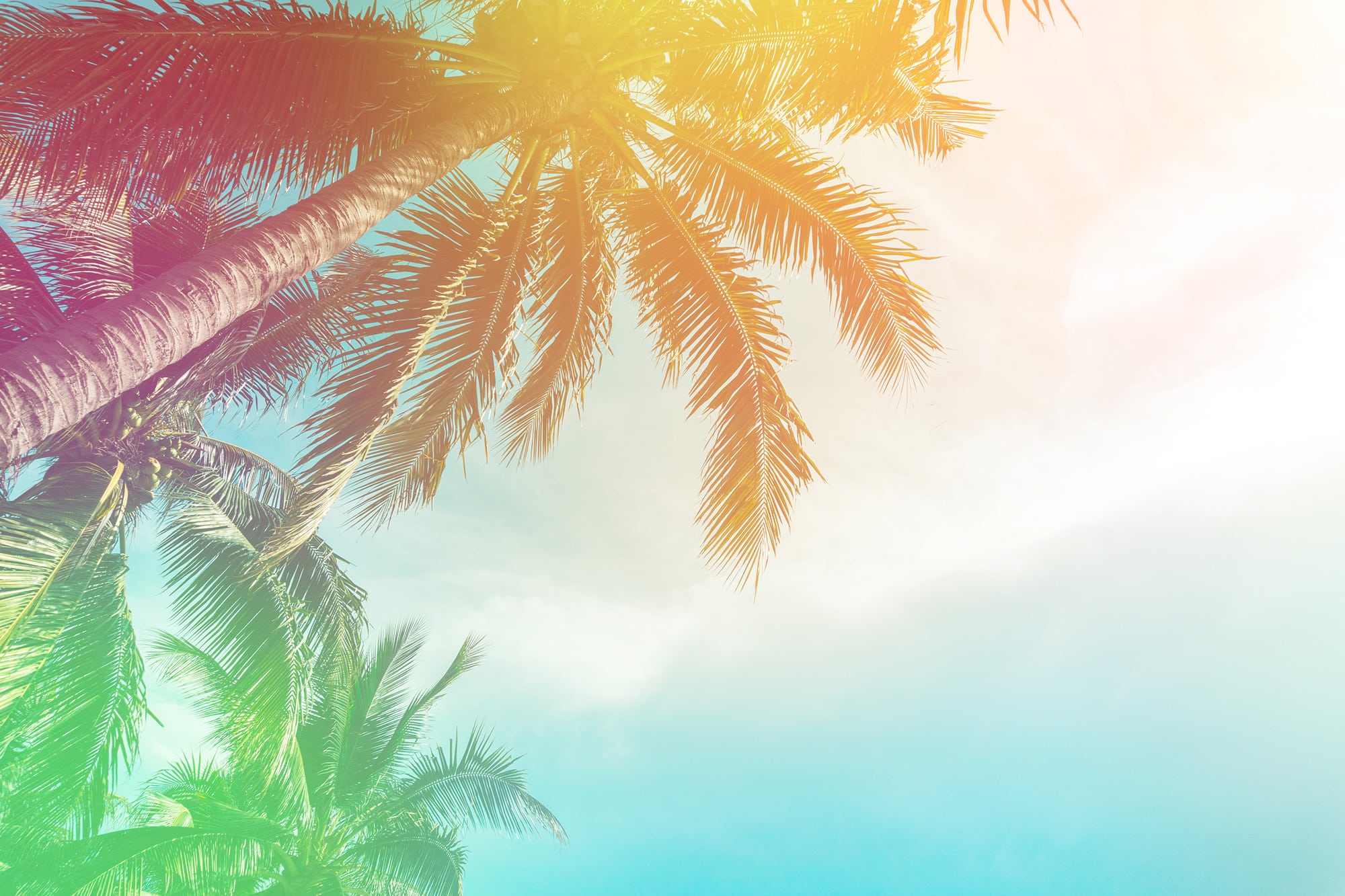 Palm trees with rainbow sun beams